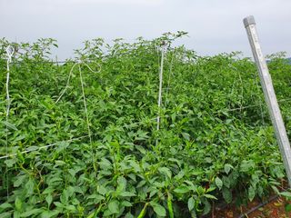 김권수님의 팜모닝 · 출석 작성글 사진