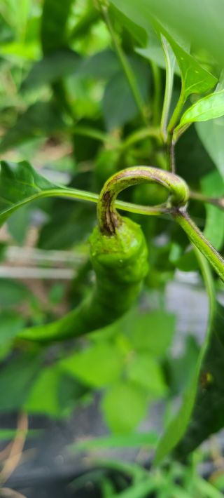 모든 것은 순리대로님의 고추 · 병해충상담 작성글 사진