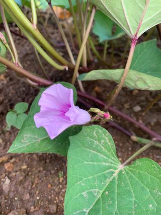 백진경님의 팜모닝 · 출석 작성글 사진