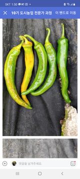 팜모닝 기타작물·병해충상담 게시글 이미지