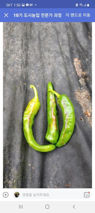 이희원님의 기타작물 · 병해충상담 작성글 사진