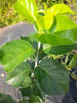 팜모닝 기타작물·병해충상담 게시글 이미지