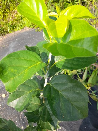 강창우님의 기타작물 · 병해충상담 작성글 사진