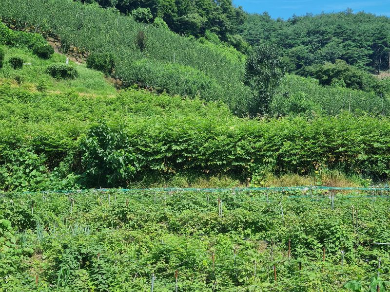 장터 상품 [9월부터 땅두릅 수확합니다ㆍ ] 썸네일