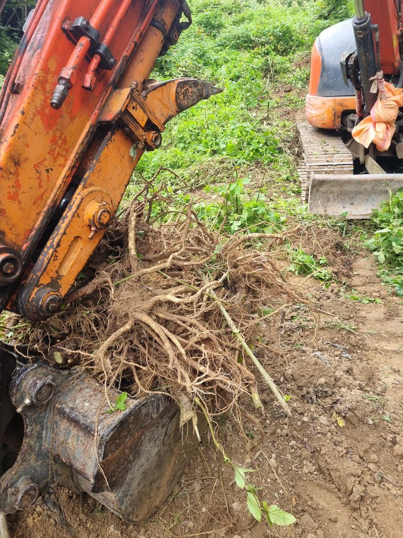 이호성님의 장터 판매 상품 [9월부터 땅두릅 수확합니다ㆍ ] 첨부 사진