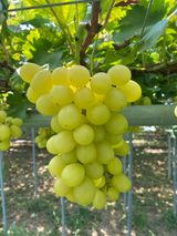 팜모닝 팜모닝·출석 게시글 이미지