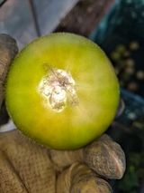 팜모닝 토마토·병해충상담 게시글 이미지