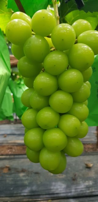 박희철님의 귤 · 일상 작성글 사진