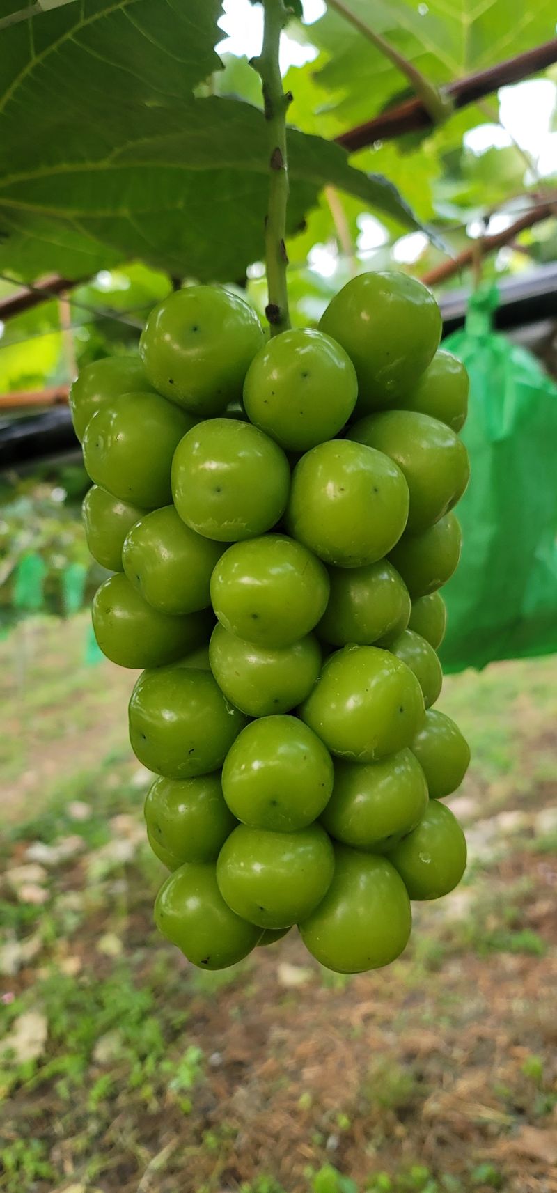 장터 상품 [당도를 올리자] 썸네일