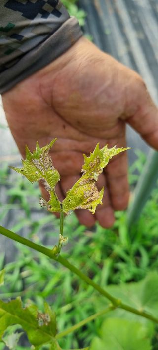 이형주님의 포도 · 병해충상담 작성글 사진