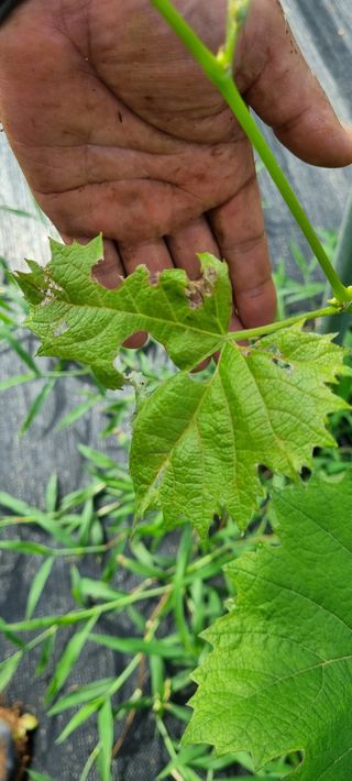 이형주님의 포도 · 병해충상담 작성글 사진