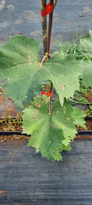 이형주님의 포도 · 병해충상담 작성글 사진