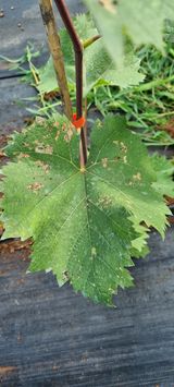 팜모닝 포도·병해충상담 게시글 이미지