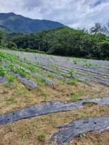 팜모닝 팜모닝·출석 게시글 이미지