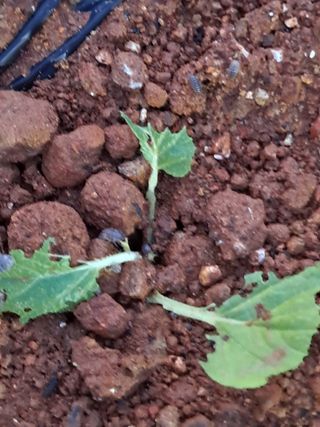 너만아라님의 팜모닝 · 출석 작성글 사진