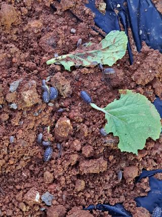 너만아라님의 팜모닝 · 출석 작성글 사진