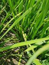 팜모닝 벼·병해충상담 게시글 이미지