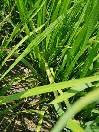 호영님의 벼 · 병해충상담 작성글 사진