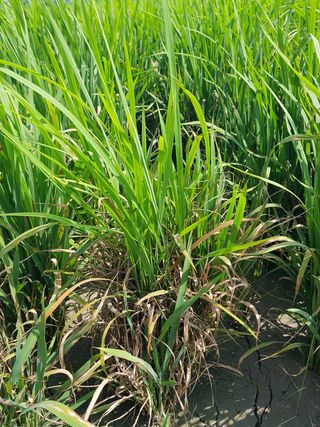 호영님의 벼 · 병해충상담 작성글 사진