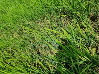 호영님의 벼 · 병해충상담 작성글 사진