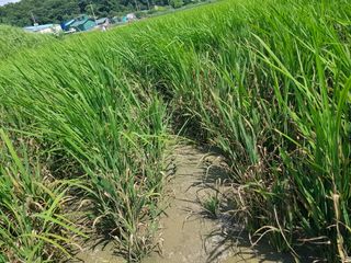 호영님의 벼 · 병해충상담 작성글 사진