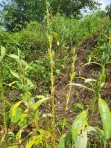 팜모닝 팜모닝·출석 게시글 이미지