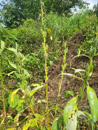 최현숙님의 팜모닝 · 출석 작성글 사진