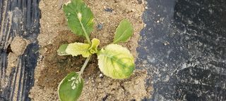 세종감자님의 배추 · 병해충상담 작성글 사진