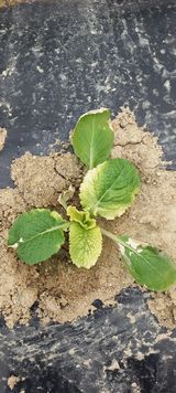 팜모닝 배추·병해충상담 게시글 이미지