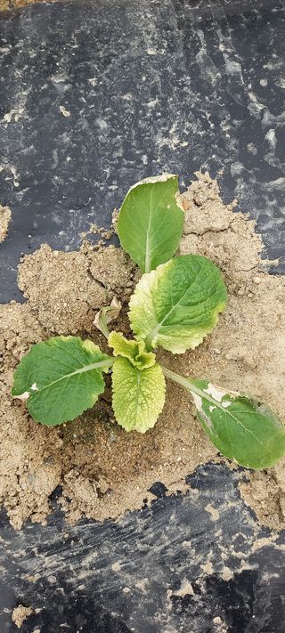 세종감자님의 배추 · 병해충상담 작성글 사진