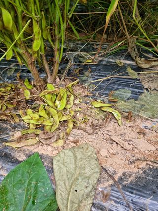 조호곤님의 콩 · 병해충상담 작성글 사진