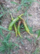 팜모닝 기타작물·병해충상담 게시글 이미지