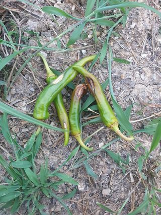 알 수 없음님의 기타작물 · 병해충상담 작성글 사진