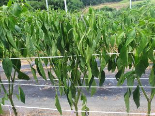 알 수 없음님의 기타작물 · 병해충상담 작성글 사진