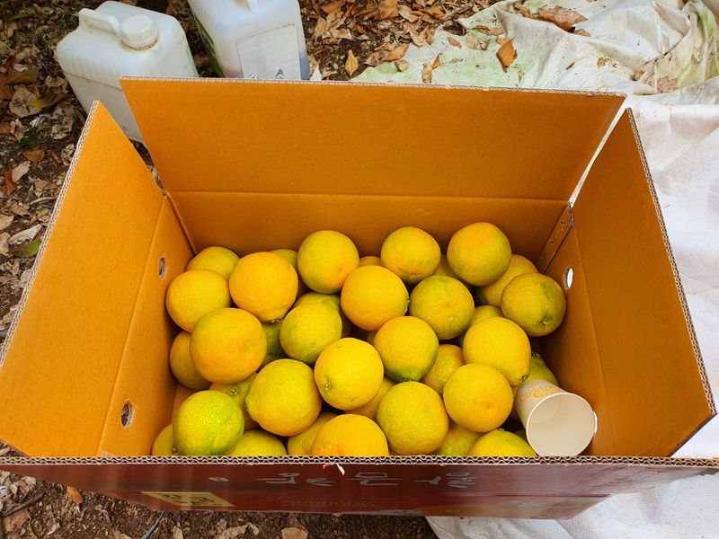 장터 상품 [꼬마황금향  3키로 27,000 5키로 41.000 1] 썸네일