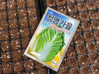 산지태웅성님의 배추 · 병해충상담 작성글 사진