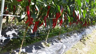 김형래님의 팜모닝 · 출석 작성글 사진