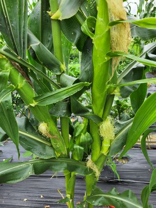 귤13698님의 팜모닝 · 출석 작성글 사진