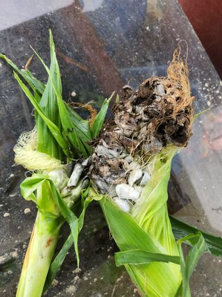 귤13698님의 팜모닝 · 출석 작성글 사진