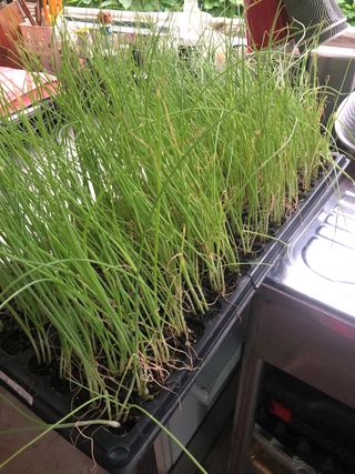 지안이/손주농장주인님의 콩 · 자유게시판 작성글 사진