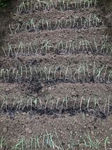 팜모닝 콩·자유게시판 게시글 이미지