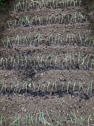 지안이/손주농장주인님의 콩 · 자유게시판 작성글 사진