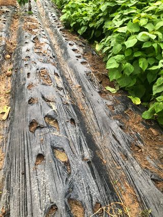 지안이/손주농장주인님의 사과 · 일상 작성글 사진