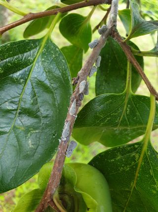 강현철님의 기타작물 · 병해충상담 작성글 사진