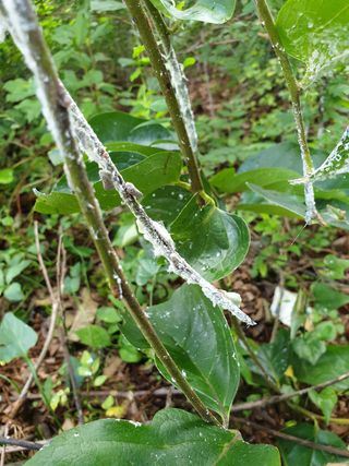 강현철님의 기타작물 · 병해충상담 작성글 사진