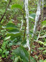 팜모닝 기타작물·병해충상담 게시글 이미지