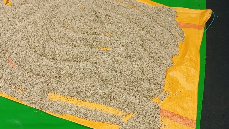 장터 상품 [국산 토종 제비깨참깨 100kg 일괄처리 300만원 전] 썸네일