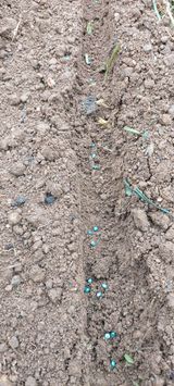 팜모닝 팜모닝·출석 게시글 이미지