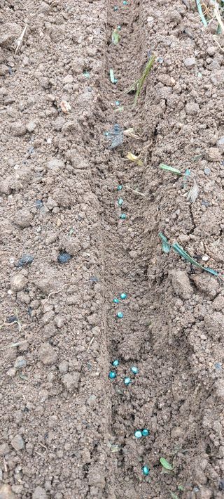 인천복분자님의 팜모닝 · 출석 작성글 사진