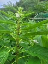 팜모닝 참깨·병해충상담 게시글 이미지